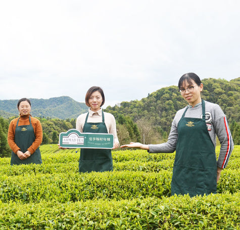 China facility in Nanchang is the Ahmad Tea epicentre for sourcing and packing the finest green tea